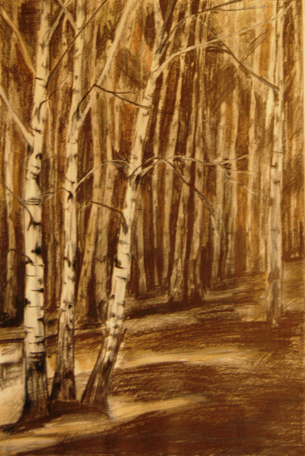  Birch Tree